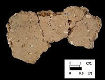 Wolfe Neck interior surface of mended body sherds, from the Wessel site 18CA21/548.